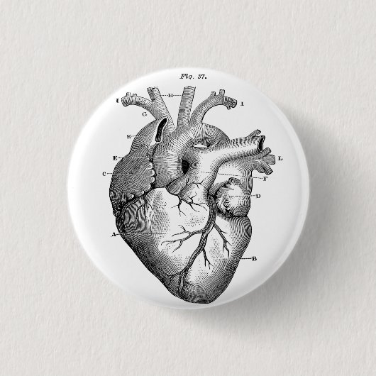 Knop Anatomische Human Heart Diagram Ronde Button 3,2 Cm (Voorkant)