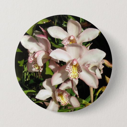 Knop Cymbidium Orchids Ronde Button 7,6 Cm (Voorkant)