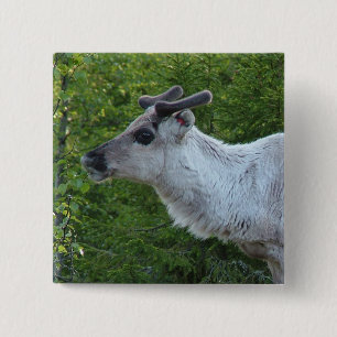 Knop rendieren in Lapland Vierkante Button 5,1 Cm