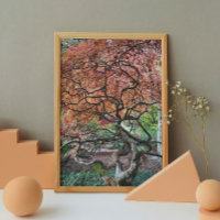 Knorrig verdraaide Japanse esdoorn