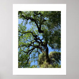 Knots California Groene Kleurenfotografie Poster