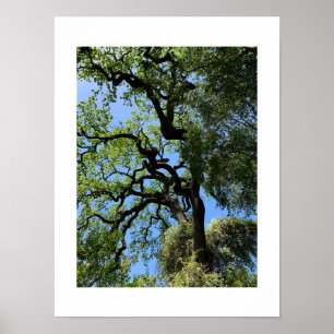 Knots California Groene Kleurenfotografie Poster