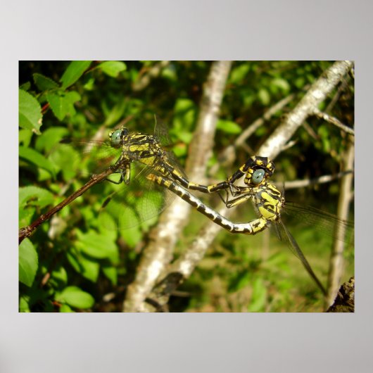 Knotslibellen Poster (Voorkant)