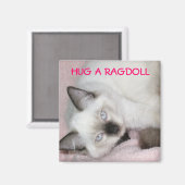 KNUFFEL EEN RAGDOLL MAGNEET (Voorkant / Achterkant)