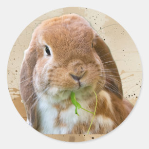 Knuffel Konijn Konijn Huisdier Dier Ronde Sticker
