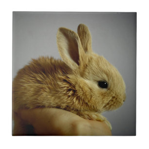 Knuffelachtig baby konijn in de hand tegeltje