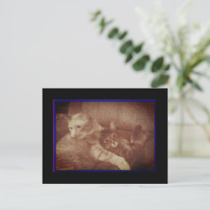 Knuffelen Katten Briefkaart