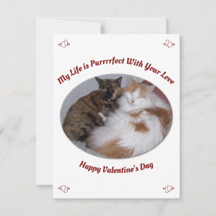 Knuffelen Katten Purfect Life Happy Valentines Day Feestdagenkaart