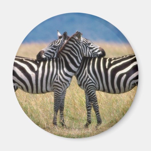 Knuffelen Zebra's Magnet Magneet (Voorkant)