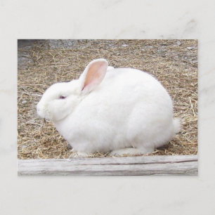 Knuffelig wit konijn briefkaart