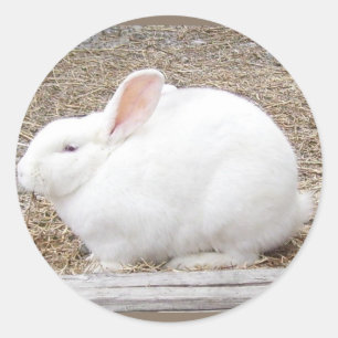 Knuffelig wit konijn ronde sticker