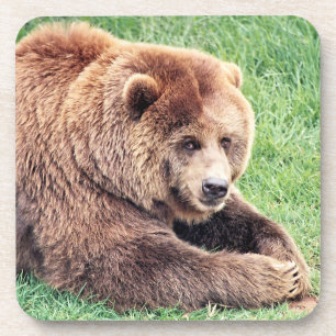 Knuffelige bruine beer foto bier onderzetter