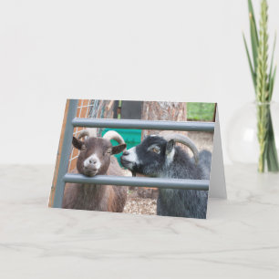 Knuffelige geiten! kaart