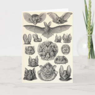 Knuppels Ernst Haeckel - Chiroptera Kaart