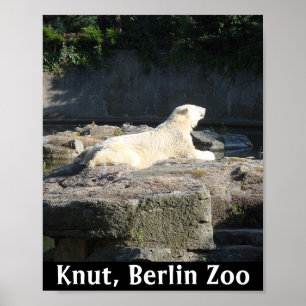 Knut het Polaire Beer van de Berlijnse dierentuin Poster