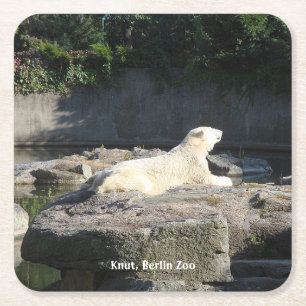 Knut, Polar Beer Berlin Zoo Vierkante Kartonnen Onderzetter