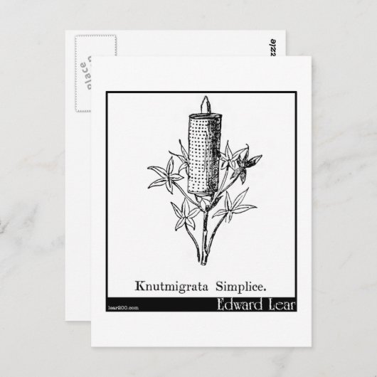 Knutmigrata-vereenvoudiging. Briefkaart (Voorkant / Achterkant)
