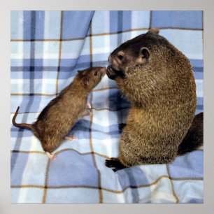 Koa en Caleb-Poster Poster