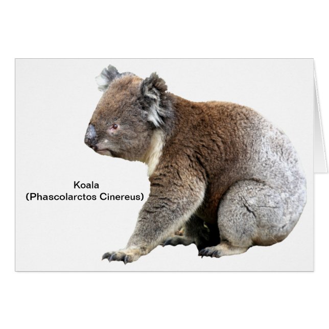 Koala (Devant horizontal)