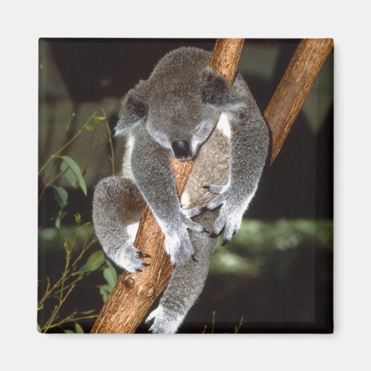 koala1 magneet (Voorkant)