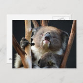 Koala 1 briefkaart (Voorkant / Achterkant)