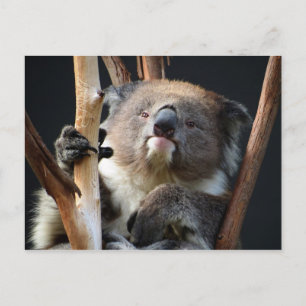 Koala 1 briefkaart