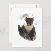 Koala 2 briefkaart (Voorkant / Achterkant)