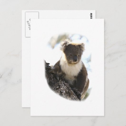 Koala 2 briefkaart (Voorkant / Achterkant)