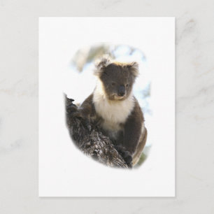Koala 2 briefkaart