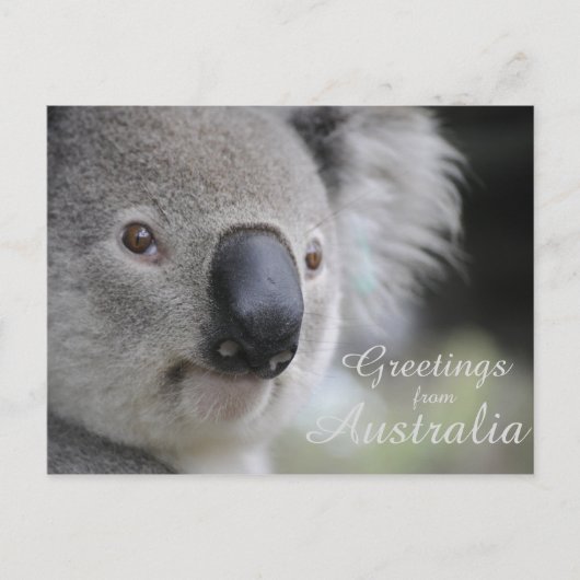 Koala 2 - Groeten Briefkaart (Voorkant)