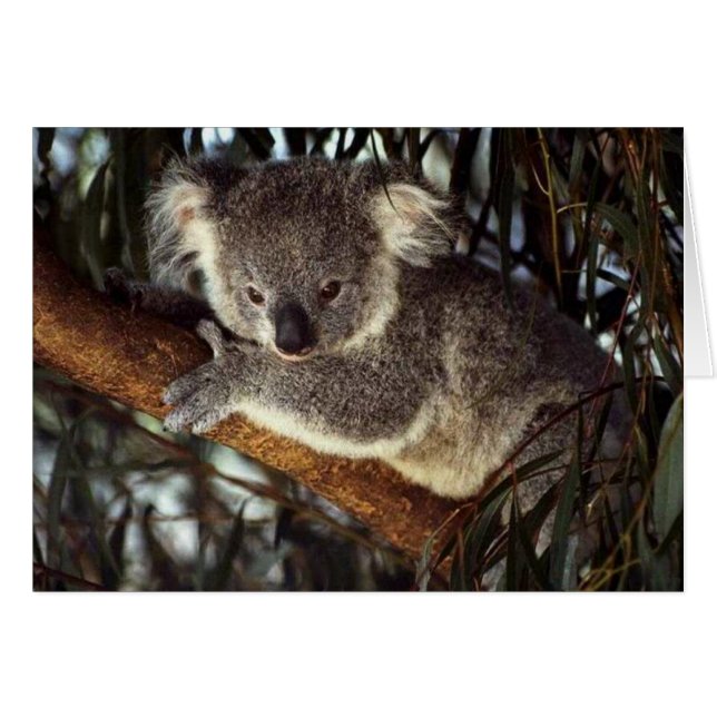 Koala Bear (Devant Horizontal)