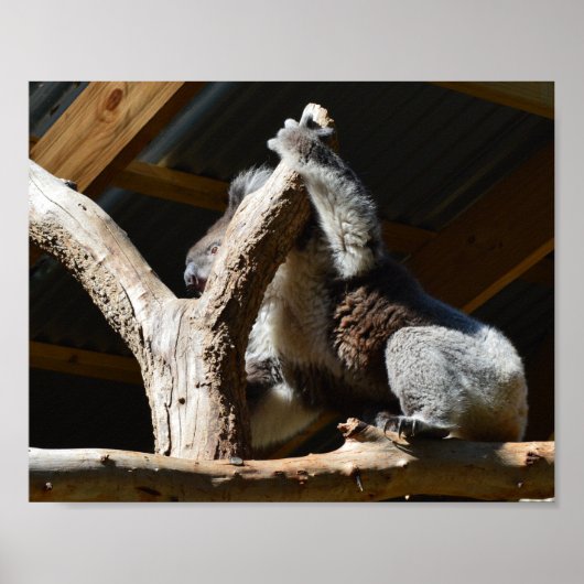 Koala Bear Dans Cubby House, Poster (Devant)
