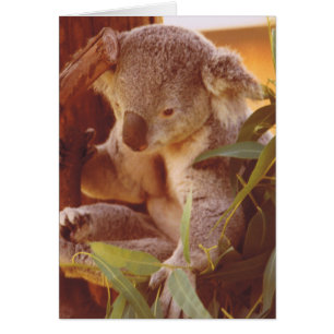 Koala Bear Love