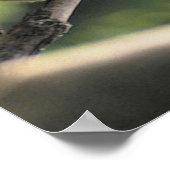 Koala Bear Poster (Coin)