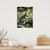Koala Bear Poster (Cuisine)