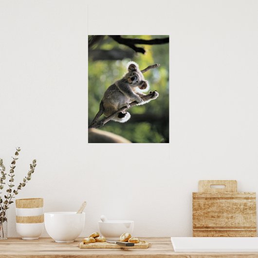 Koala Bear Poster (Cuisine)