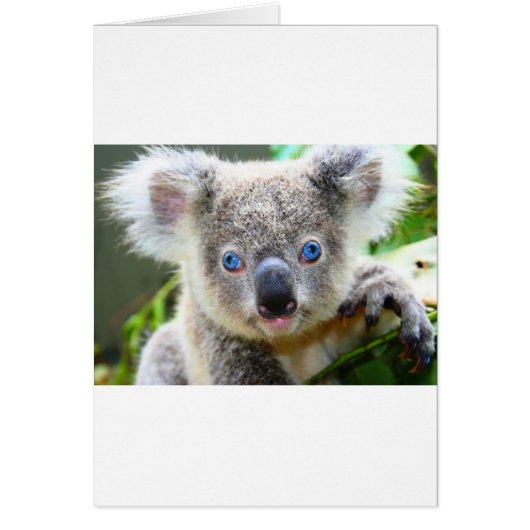Koala Bears (Devant)