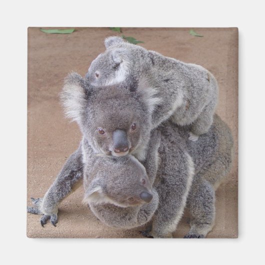 Koala Bears Magnet (Devant)
