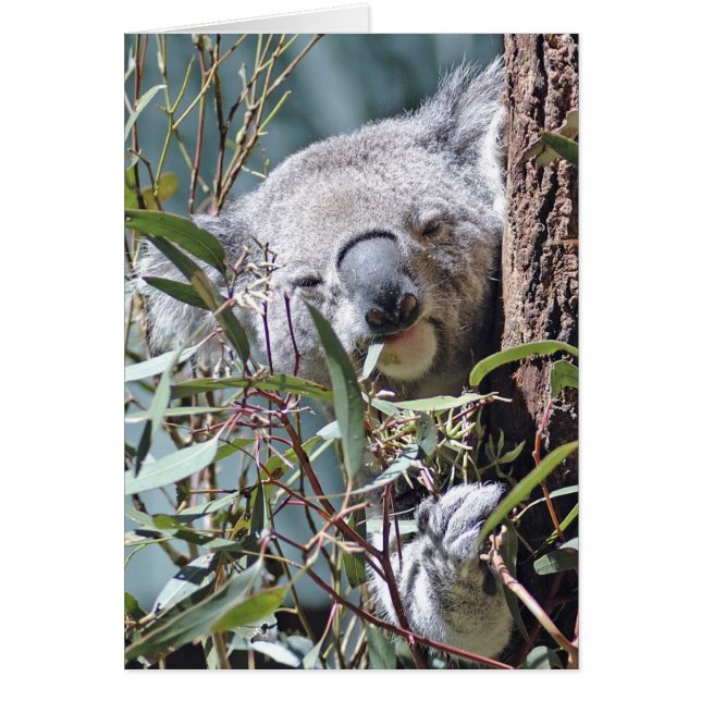Koala beer (Voorkant)