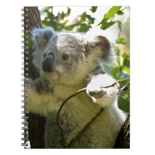 Koala Beer Aussi Safari Peace Love Natuur Destiny Notitieboek