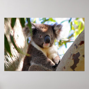Koala Beer Australische Safari Vrede Liefde Natuur Poster