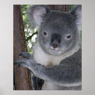 Koala Beer Australische Safari Vrede Liefde Natuur Poster