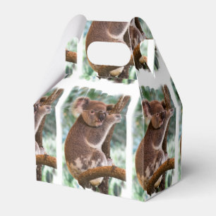 Koala Beer Bedankdoosjes