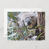 Koala beer briefkaart (Voorkant / Achterkant)