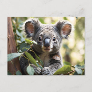 Koala Beer Briefkaart