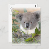Koala Beer Briefkaart (Voorkant / Achterkant)