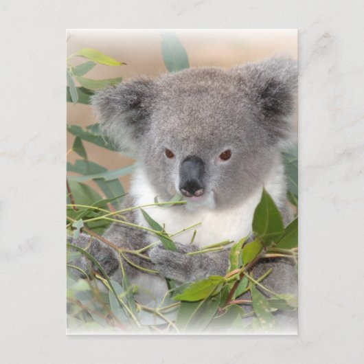 Koala Beer Briefkaart (Voorkant)