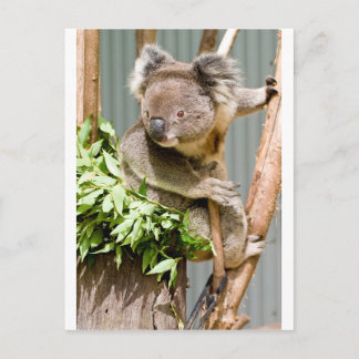 Koala Beer Briefkaart