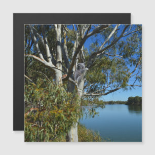 Koala-Beer die in de gomboom slapen,