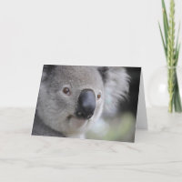 Koala-Beer